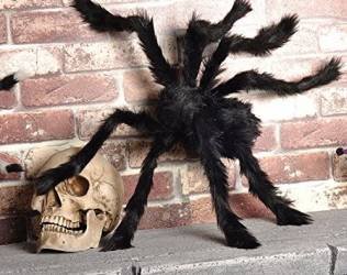 Giant Hairy Spider